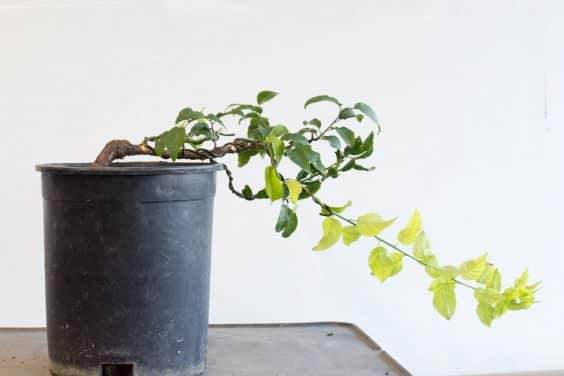 图解 在秋天对日本李子盆景的修剪工作