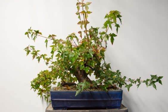 如何完成对三叉戟枫树盆景的修剪工作