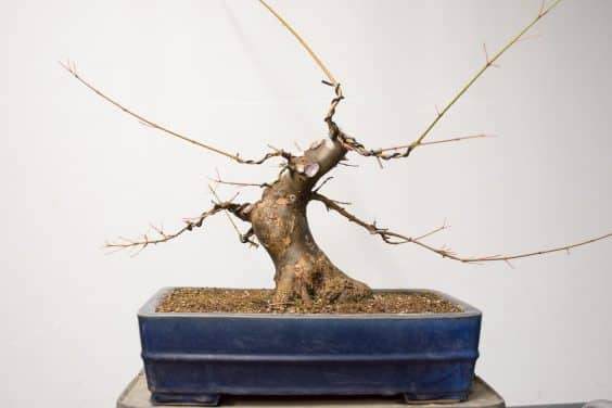 如何完成对三叉戟枫树盆景的修剪工作