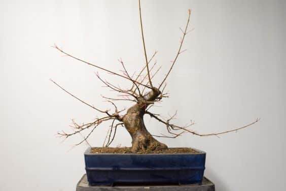 如何完成对三叉戟枫树盆景的修剪工作