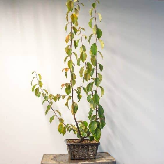 图解 在秋季对中国柑橘盆景的修剪工作