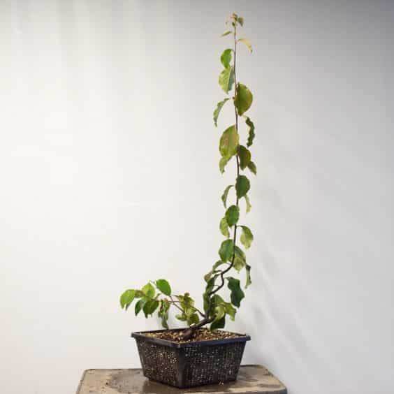 图解 在秋季对中国柑橘盆景的修剪工作