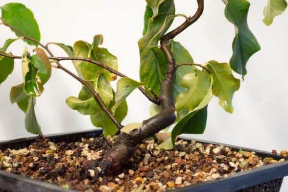 图解 在秋季对中国柑橘盆景的修剪工作