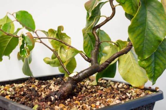 图解 在秋季对中国柑橘盆景的修剪工作