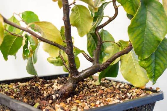 图解 在秋季对中国柑橘盆景的修剪工作