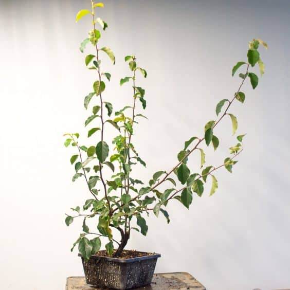 图解 在秋季对中国柑橘盆景的修剪工作