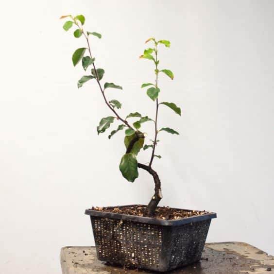 图解 在秋季对中国柑橘盆景的修剪工作