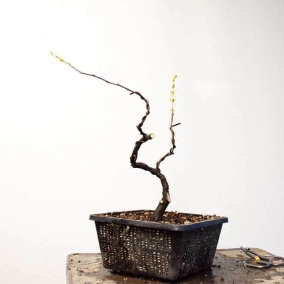 图解 在秋季对中国柑橘盆景的修剪工作