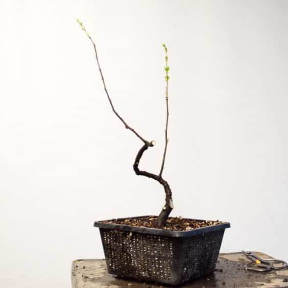 图解 在秋季对中国柑橘盆景的修剪工作