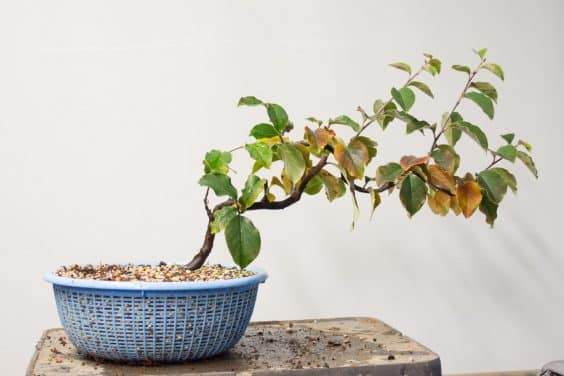 图解 在秋季对中国柑橘盆景的修剪工作