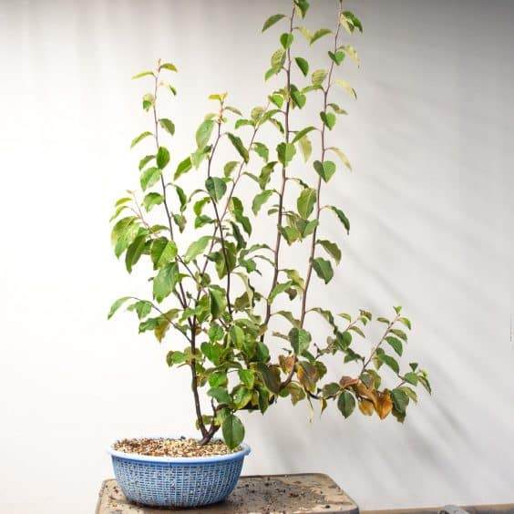 图解 在秋季对中国柑橘盆景的修剪工作