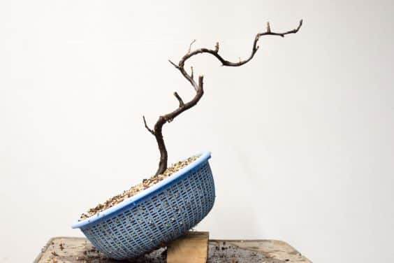 图解 在秋季对中国柑橘盆景的修剪工作