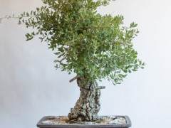 我非常喜欢今年在软木橡木盆景上工作