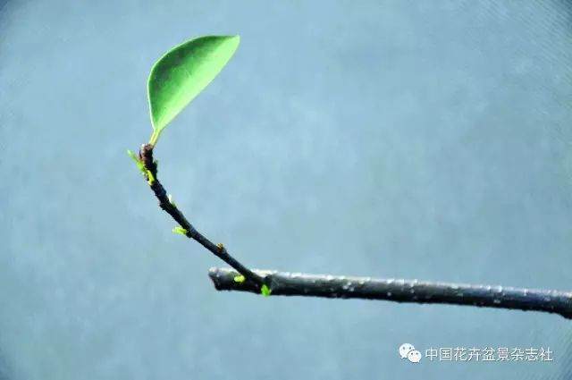 盆景制作中的修剪促芽发芽方法