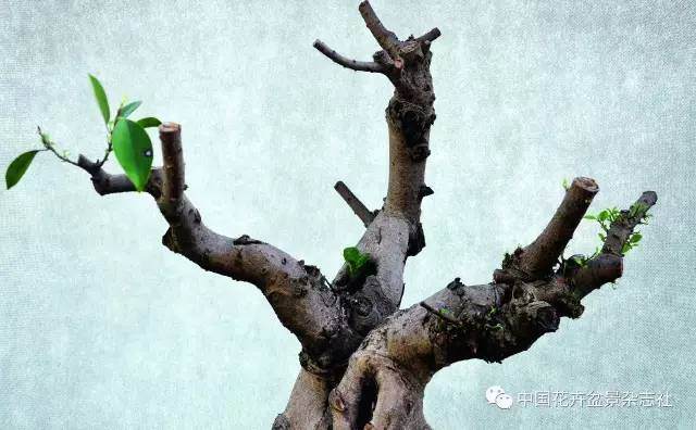 盆景制作中的修剪促芽发芽方法