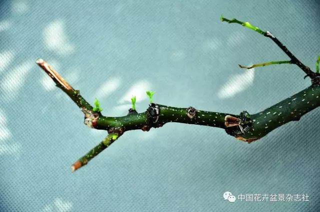 盆景制作中的修剪促芽发芽方法
