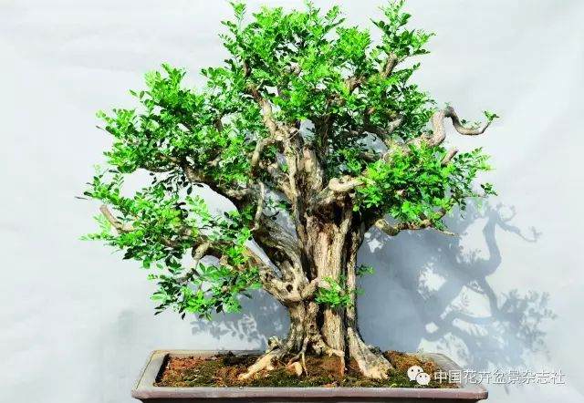 盆景制作中的修剪促芽方法浅析