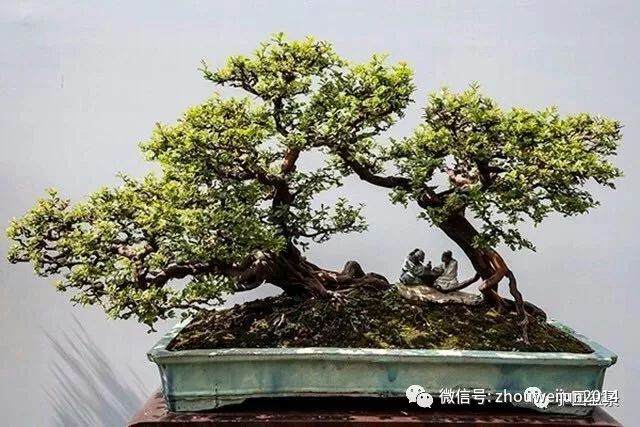 岭南盆景探源与欣赏