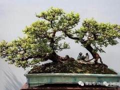 岭南盆景探源与欣赏