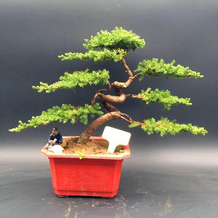 地柏盆景最好上盆的季节为秋季或春季