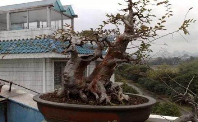 榆树盆景夏天放哪里最好?