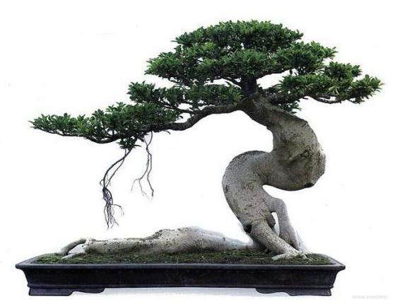 榕树盆景如何才能防治落叶?