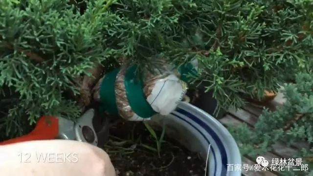 图解 只要3个月就可制作一盆柏树老桩盆景