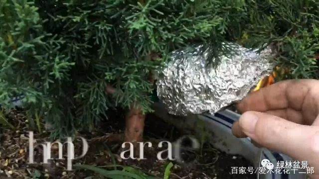 只要3个月就可制作一盆柏树盆景