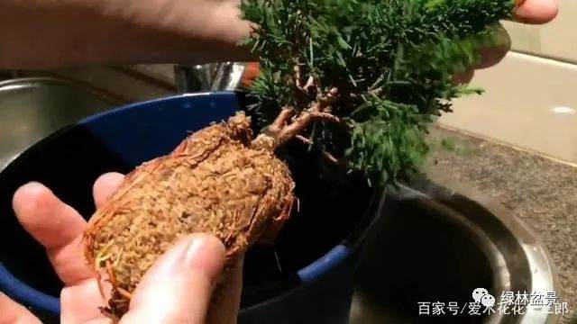 图解 只要3个月就可制作一盆柏树老桩盆景