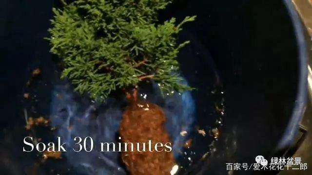 图解 只要3个月就可制作一盆柏树老桩盆景