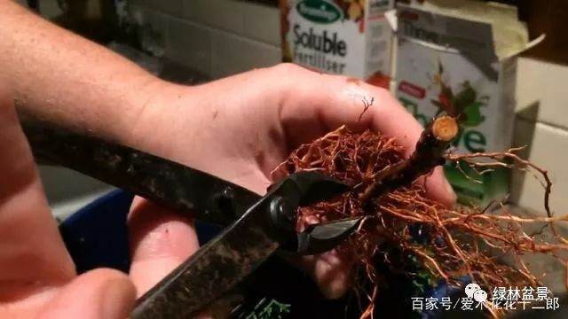 图解 只要3个月就可制作一盆柏树老桩盆景