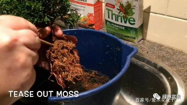 图解 只要3个月就可制作一盆柏树老桩盆景