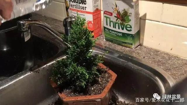 图解 只要3个月就可制作一盆柏树老桩盆景