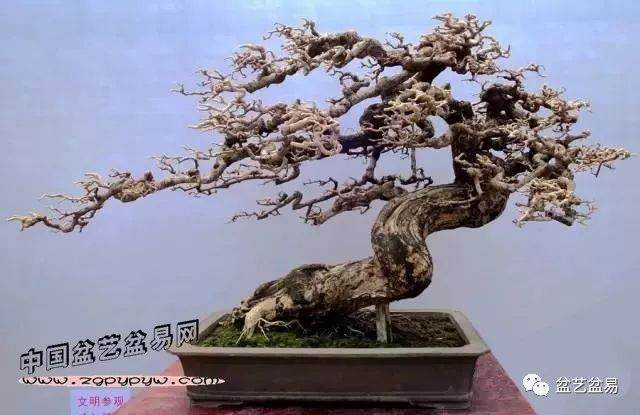 读书明理.修身.玩盆景修心养性