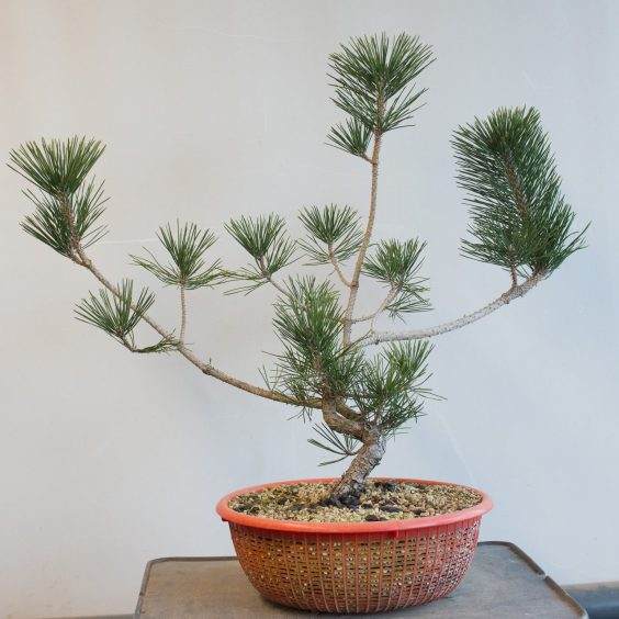 盆景制作系列2 在幼树上保持低枝