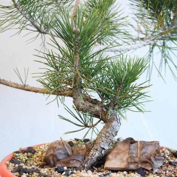 盆景制作系列2 在幼树上保持低枝