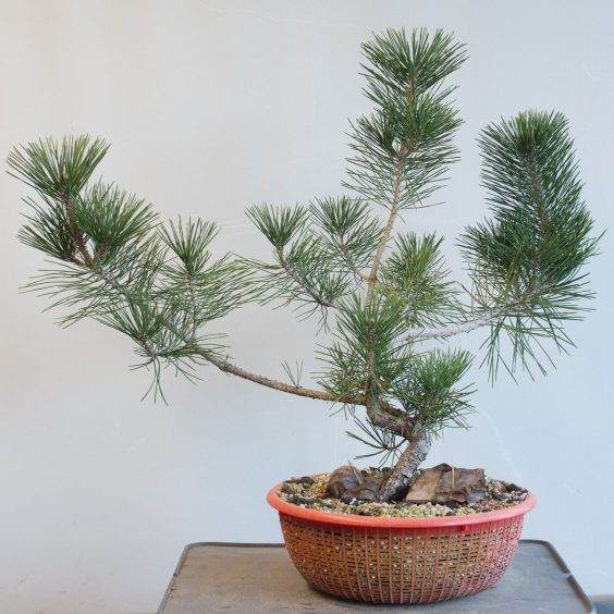 盆景制作系列＃2：在幼树上保持低枝