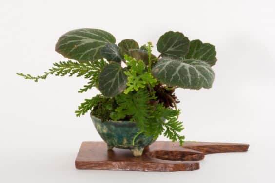 展示出最好的主景盆景 - 奥斯汀海茨曼的木板