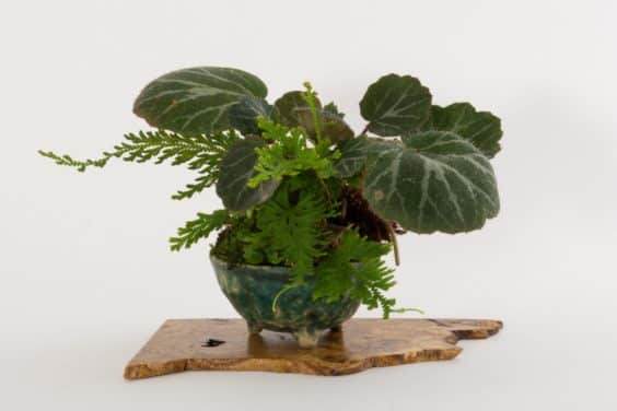 展示出最好的主景盆景 - 奥斯汀海茨曼的木板