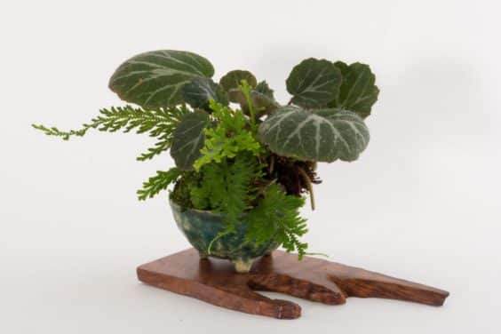 展示出最好的主景盆景 - 奥斯汀海茨曼的木板