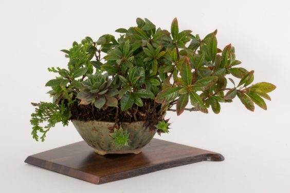 展示出最好的主景盆景 - 奥斯汀海茨曼的木板