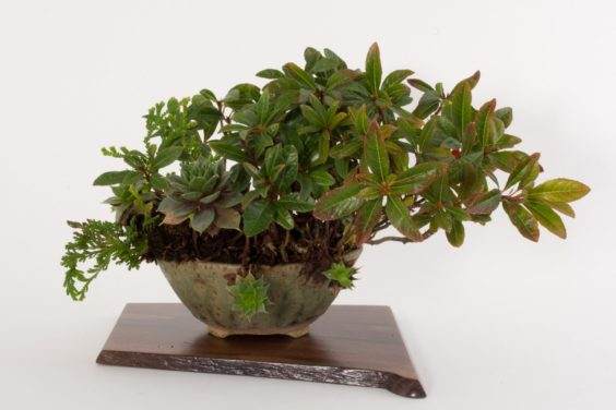 展示出最好的主景盆景 - 奥斯汀海茨曼的木板