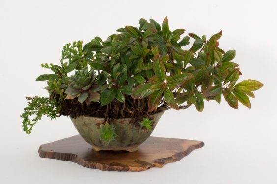 展示出最好的主景盆景 - 奥斯汀海茨曼的木板