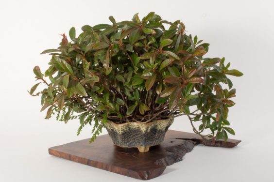 展示出最好的主景盆景 - 奥斯汀海茨曼的木板