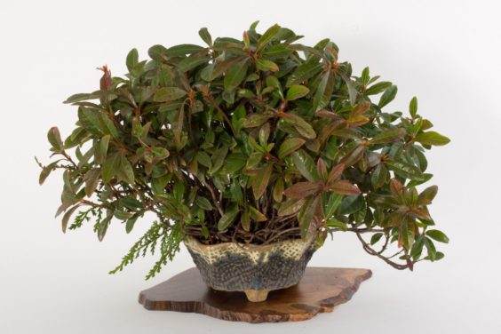 展示出最好的主景盆景 - 奥斯汀海茨曼的木板