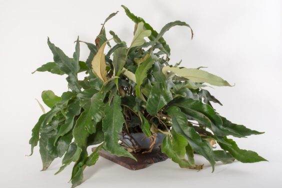 展示出最好的主景盆景 - 奥斯汀海茨曼的木板