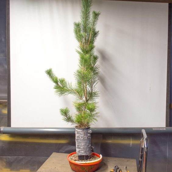 如何在新的黑松盆景上露出根?