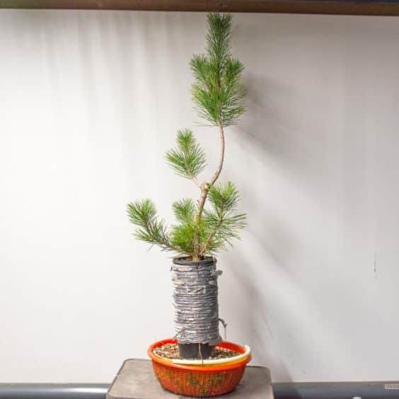 图解 如何在新的黑松盆景上露出根