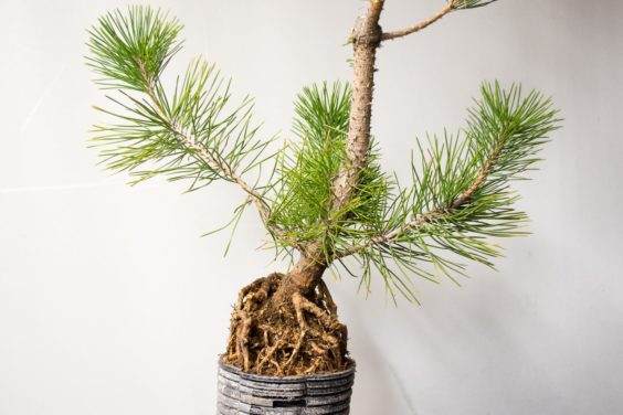 图解 如何在新的黑松盆景上露出根