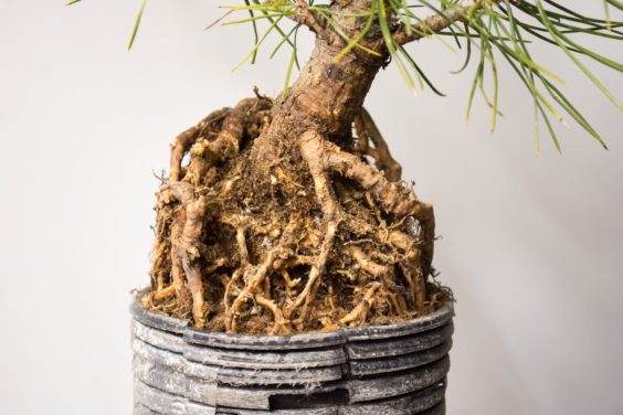 图解 如何在新的黑松盆景上露出根